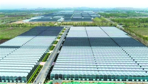 商河县国家农业科技园区智能温室大棚常年恒温,既环保又节水、节肥(本版图片均为资料图)